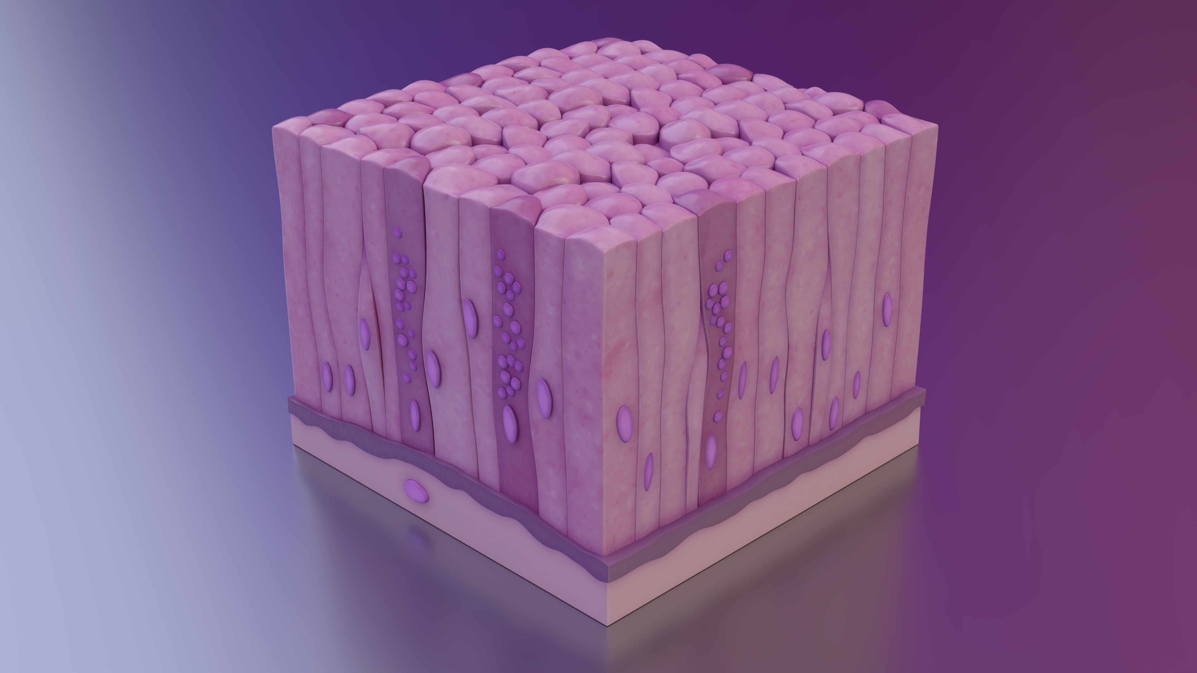 3D model Glandular Epithelium