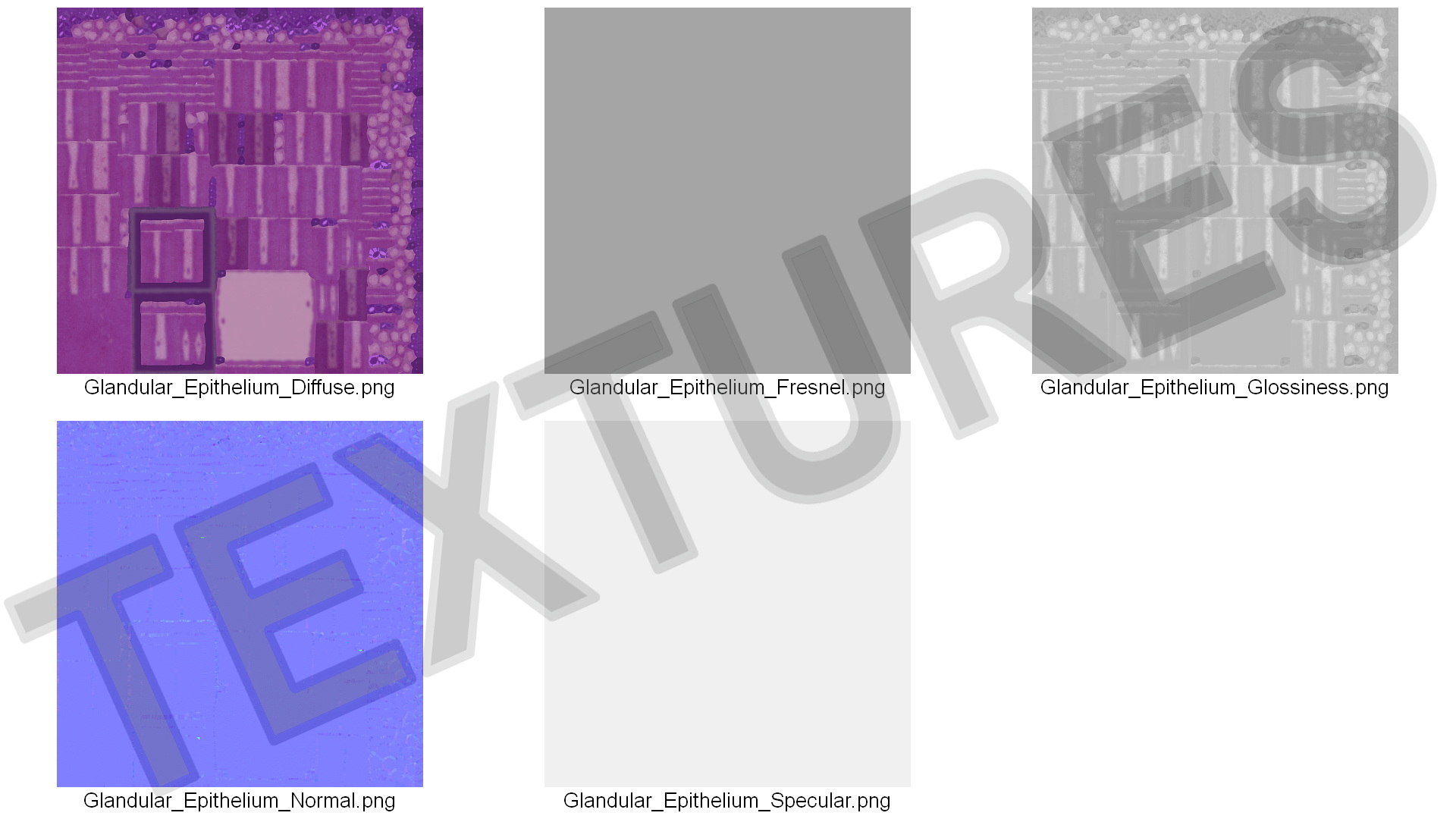 3D model Glandular Epithelium