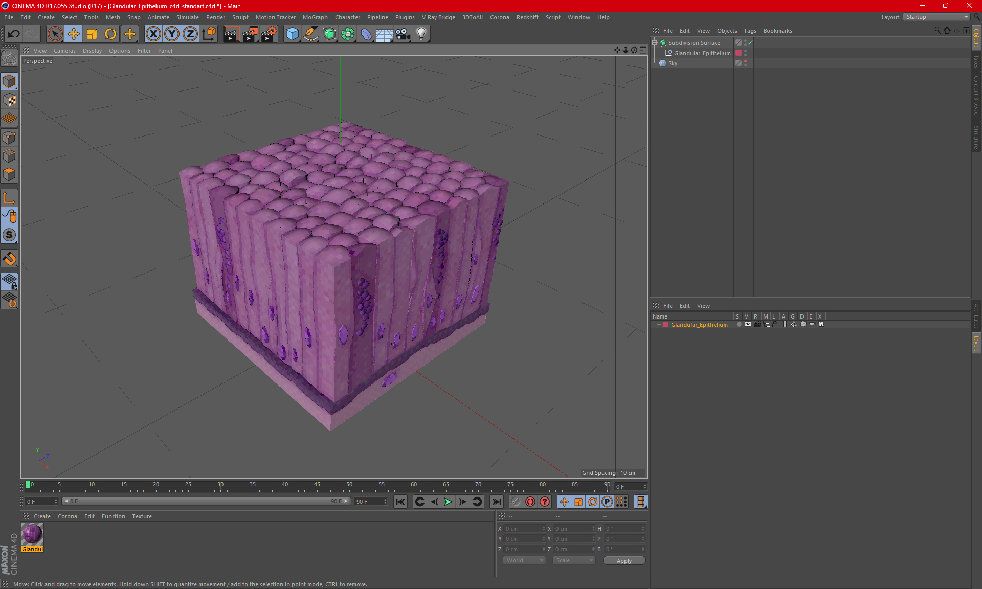 3D model Glandular Epithelium