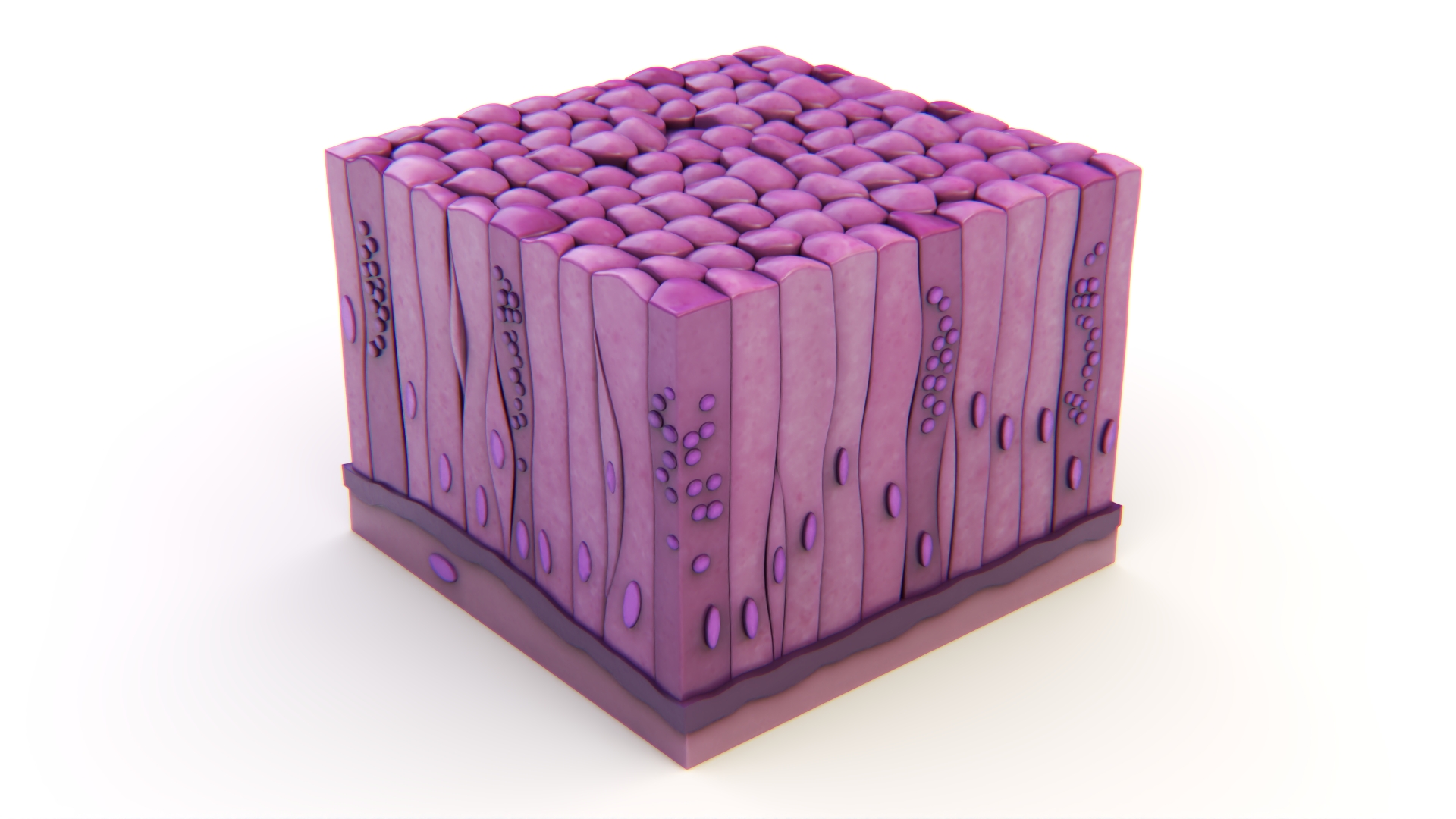 3D model Glandular Epithelium