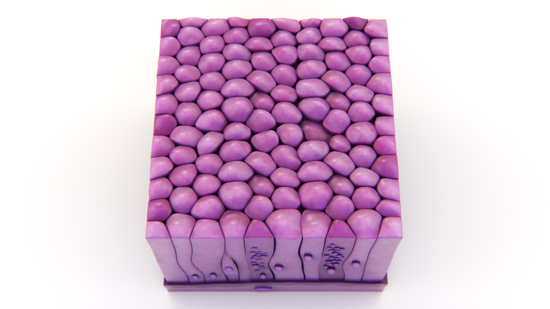3D model Glandular Epithelium
