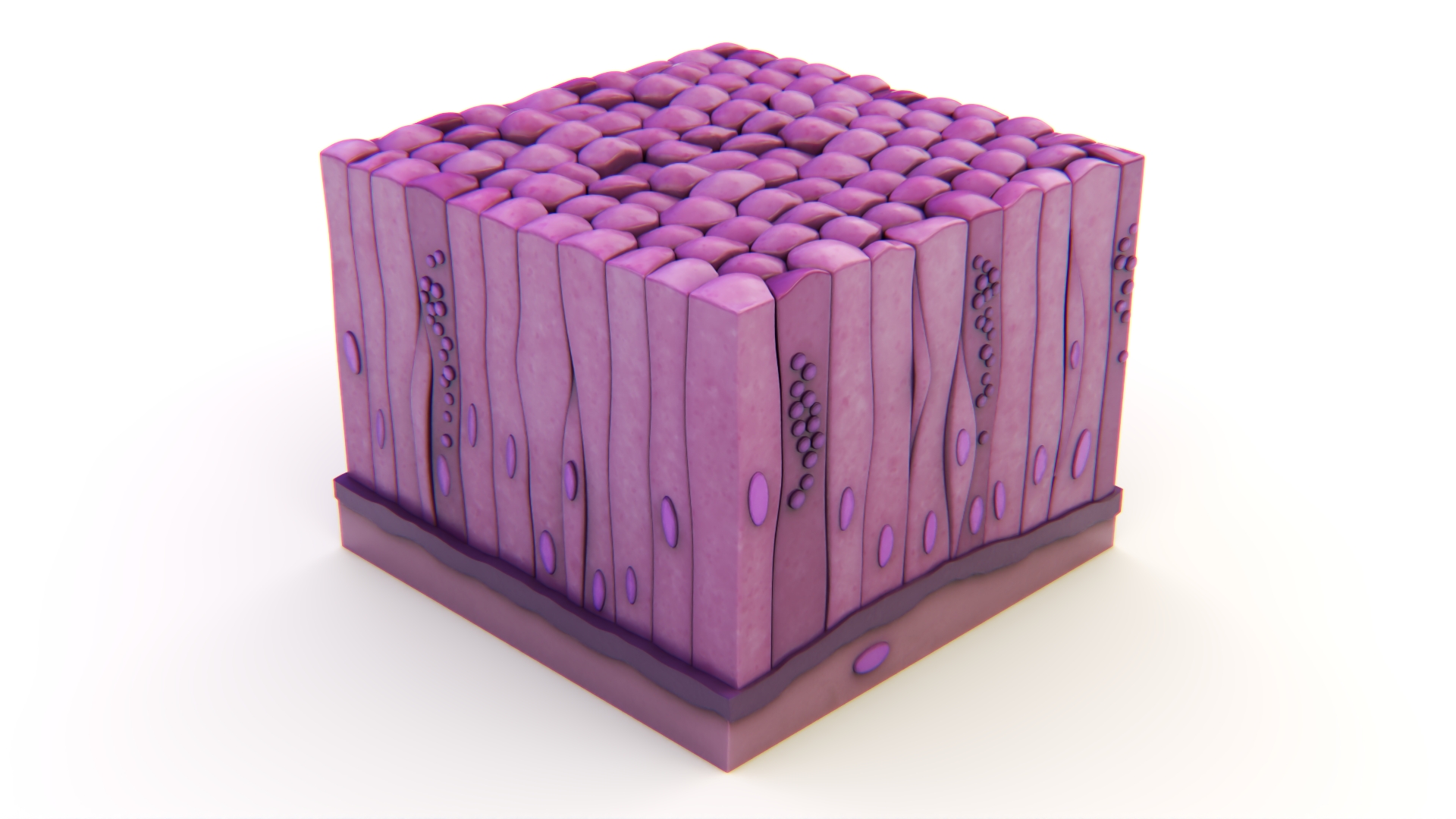 3D model Glandular Epithelium