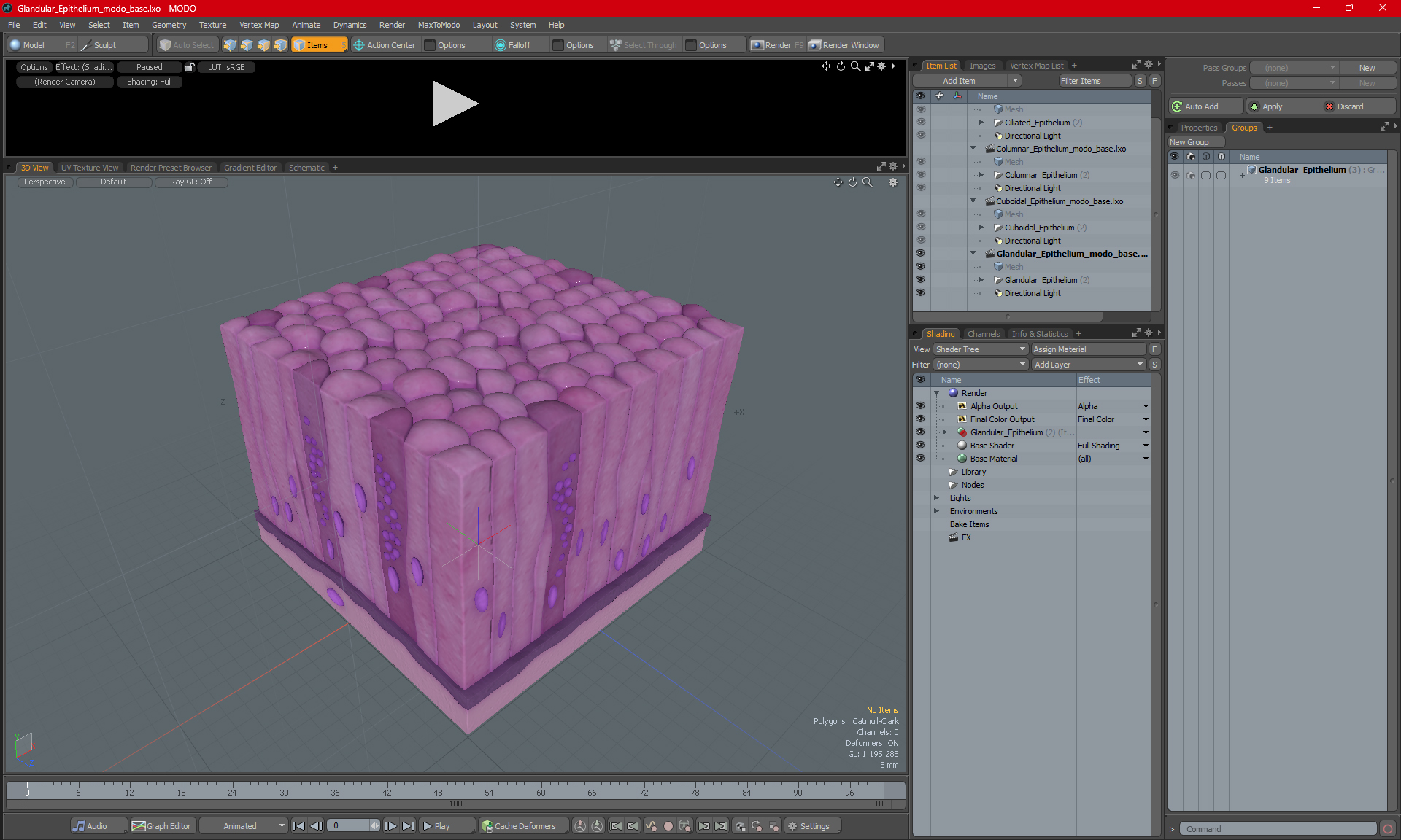 3D model Glandular Epithelium