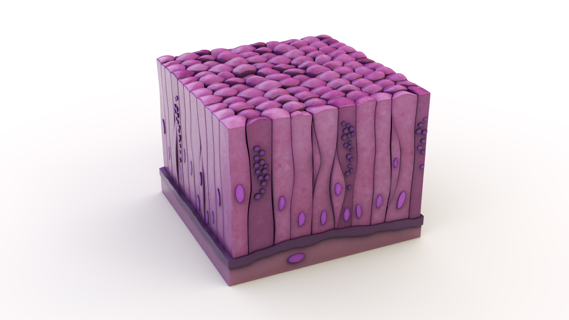 3D model Glandular Epithelium