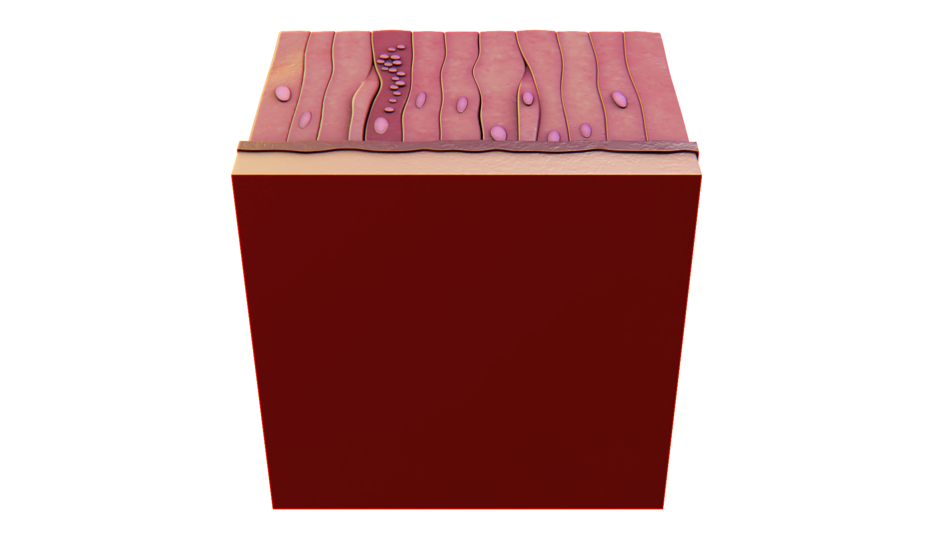 3D model Glandular Epithelium