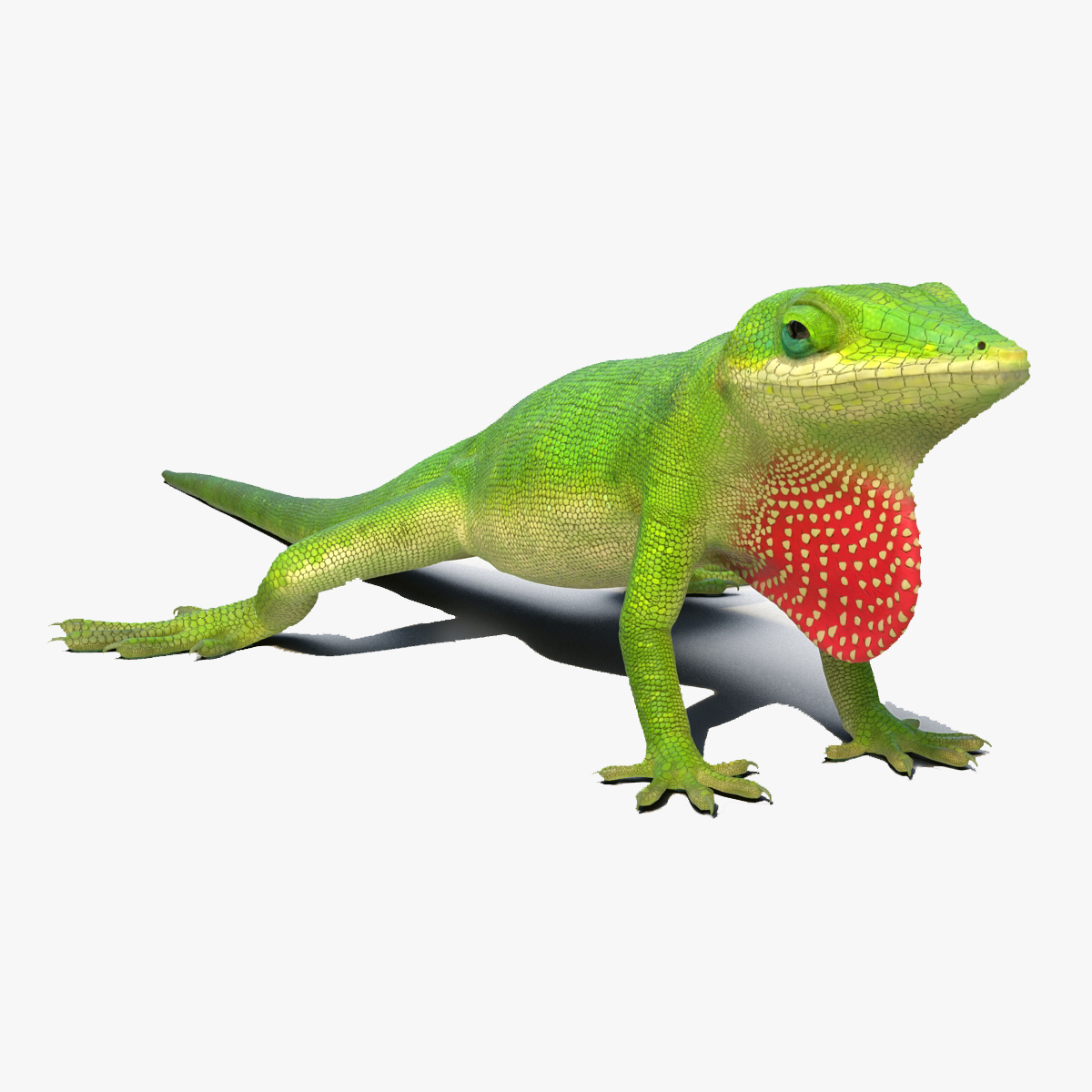Carolina Anole Lizard Rigged for Maya 3D