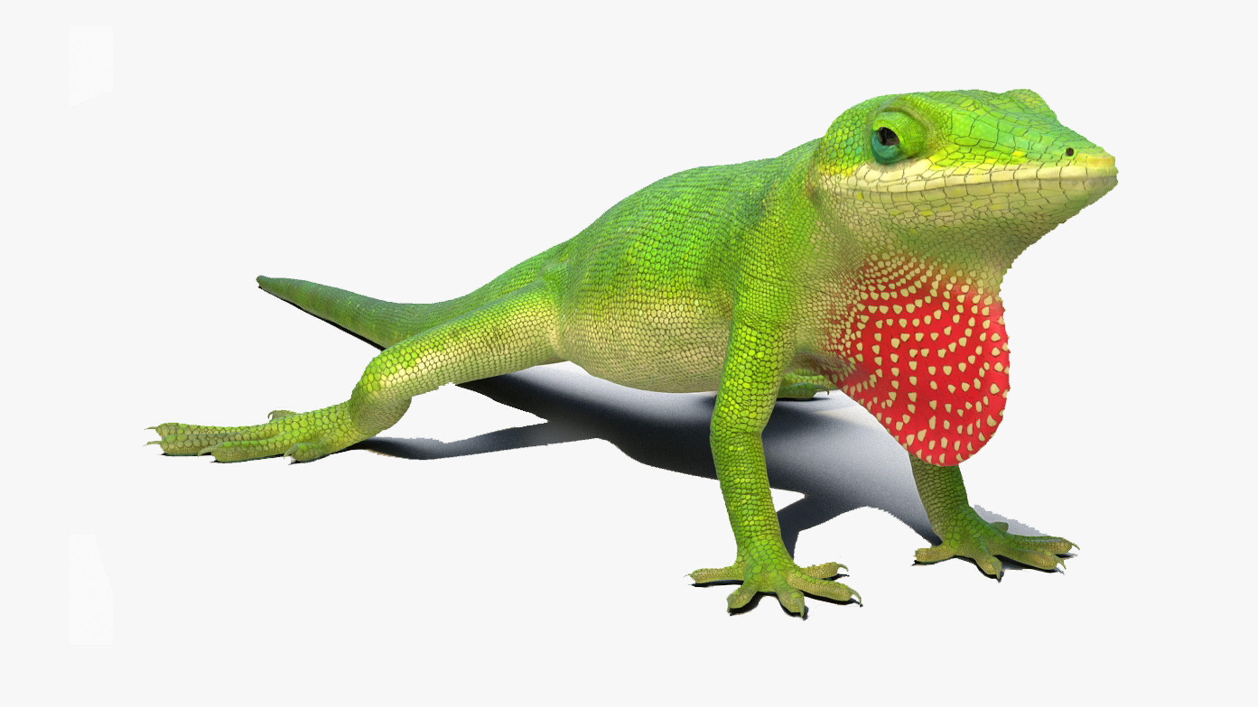 Carolina Anole Lizard Rigged for Maya 3D