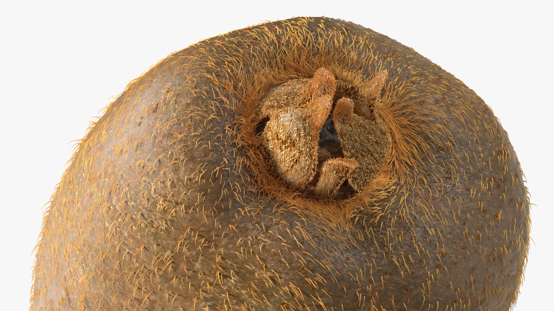 3D Tropical Fruit Kiwi with Fur model