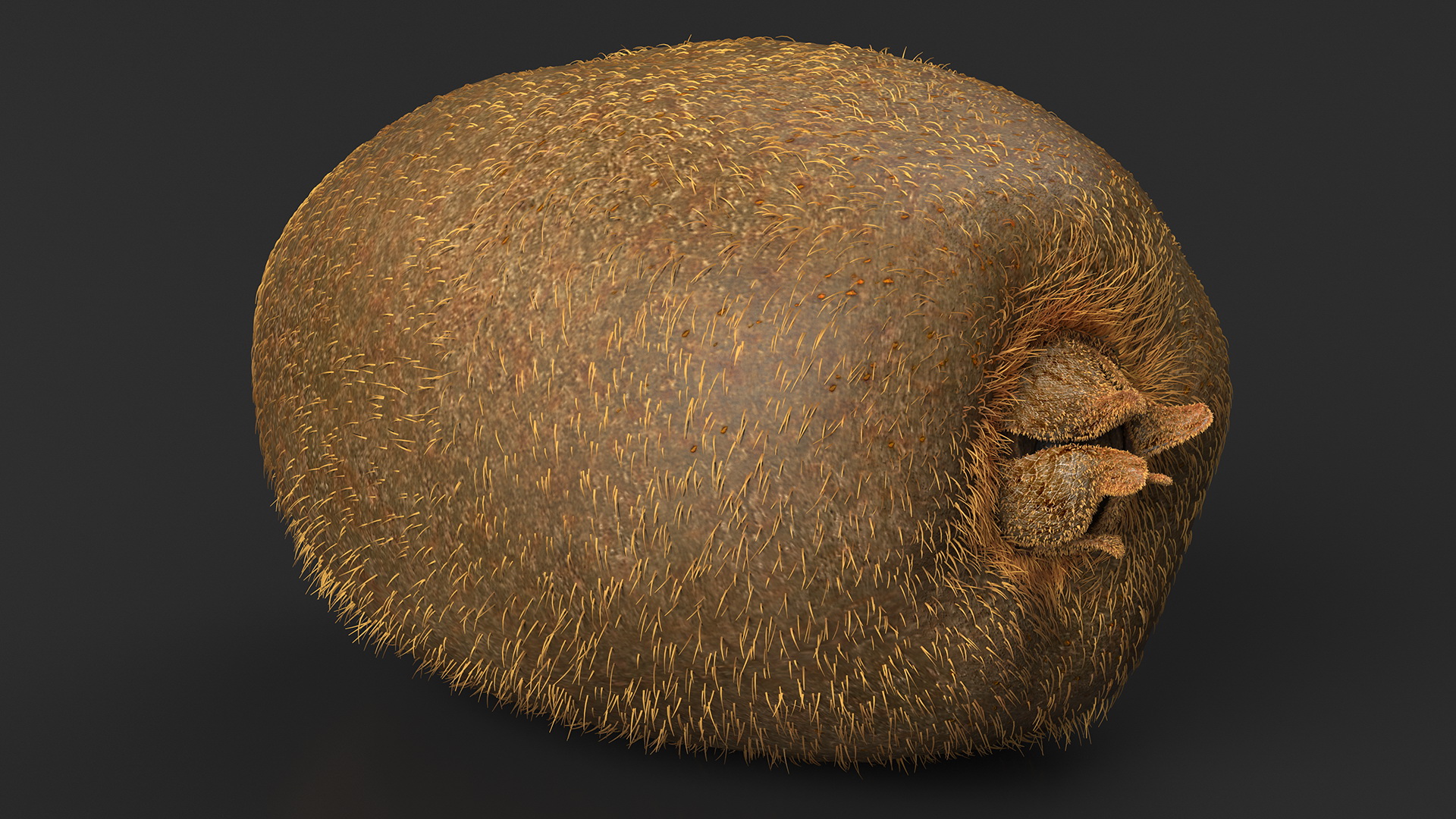 3D Tropical Fruit Kiwi with Fur model