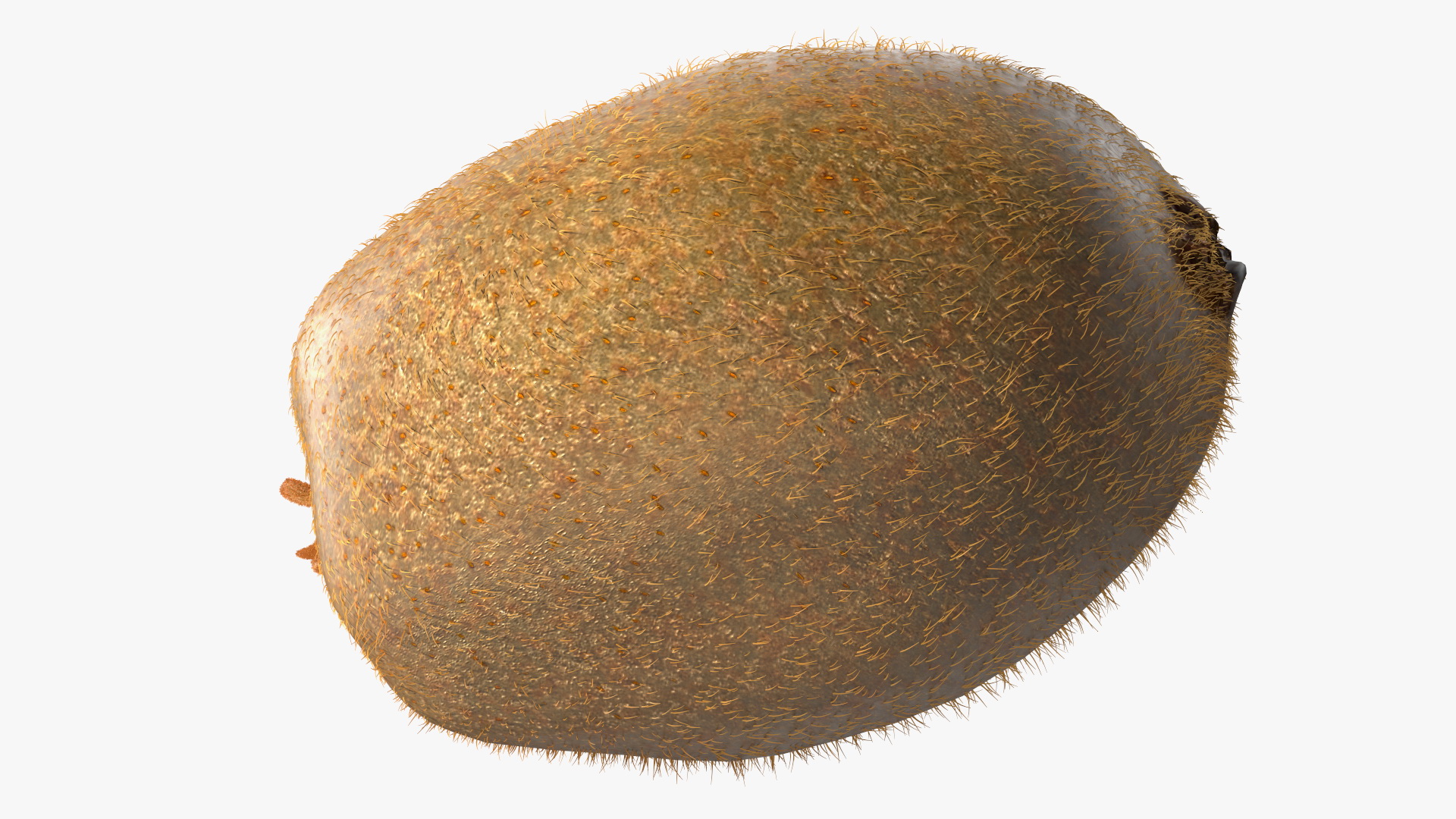 3D Tropical Fruit Kiwi with Fur model