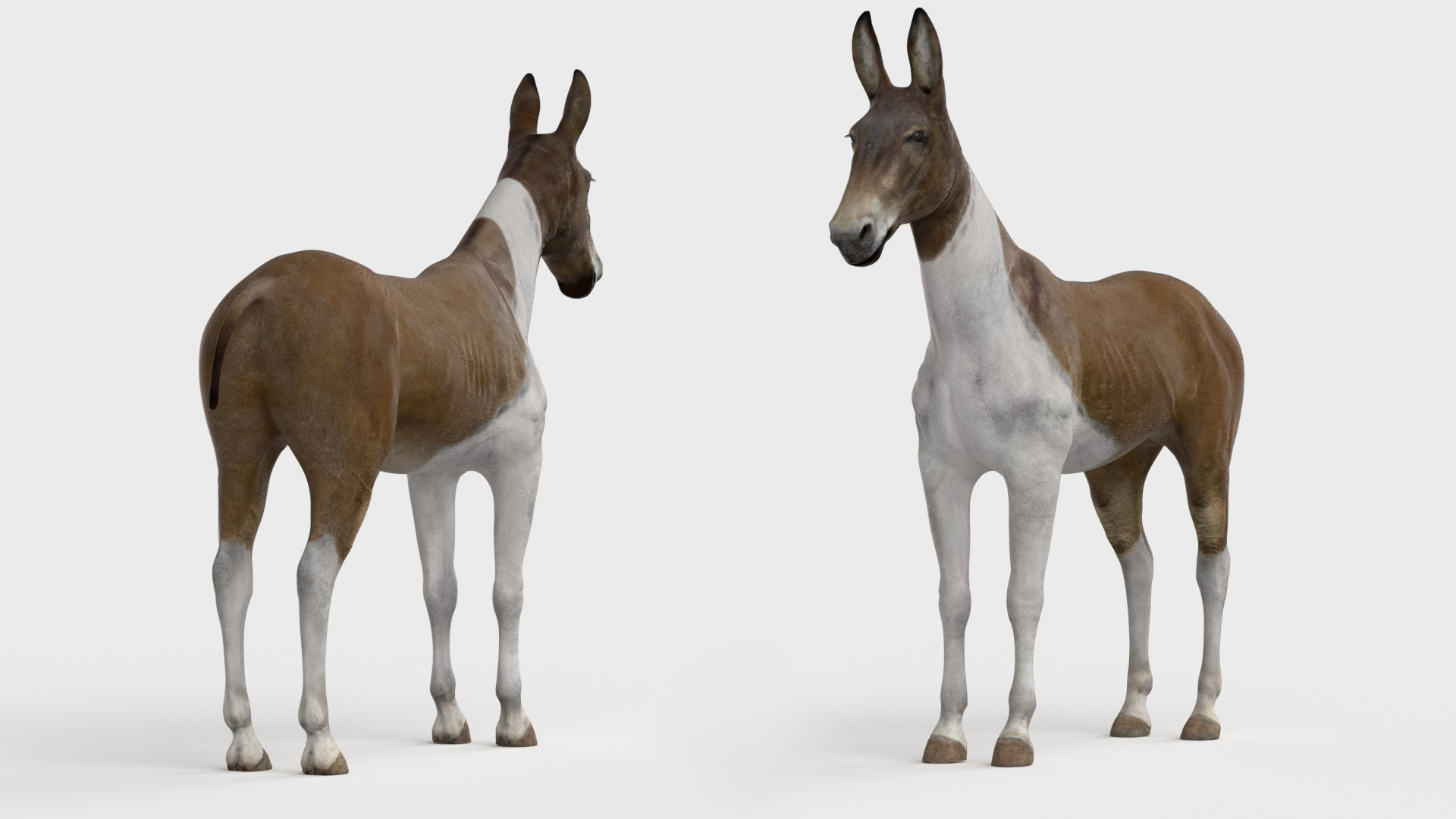 3D model Mule
