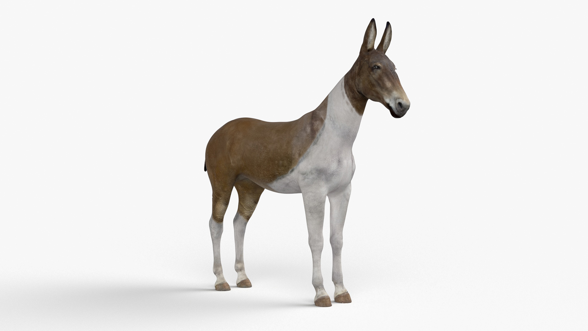 3D model Mule