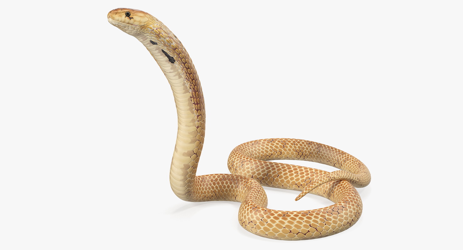 Cobra Light Skin Alert Pose 3D