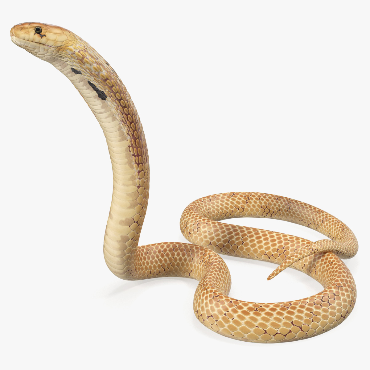 Cobra Light Skin Alert Pose, view 4