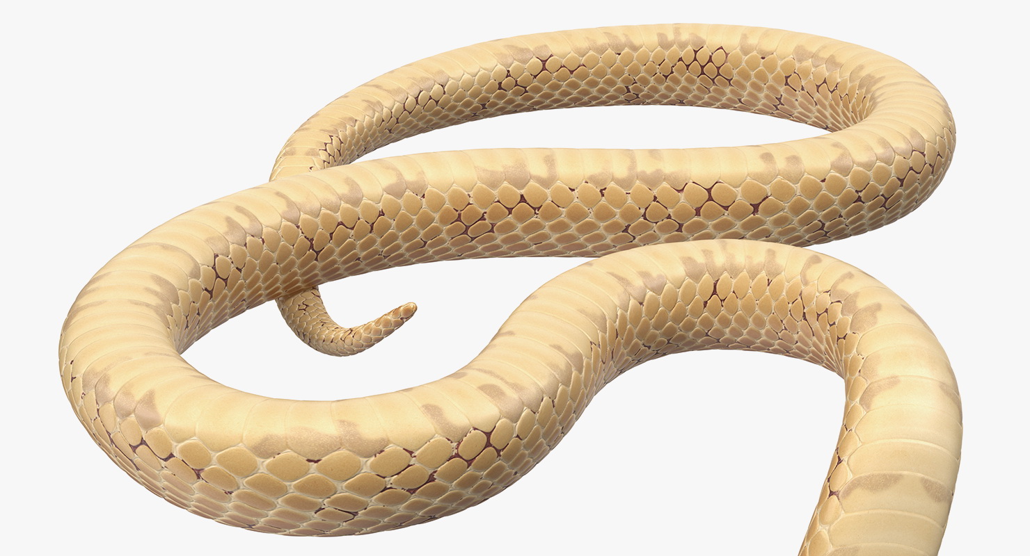 Cobra Light Skin Alert Pose 3D
