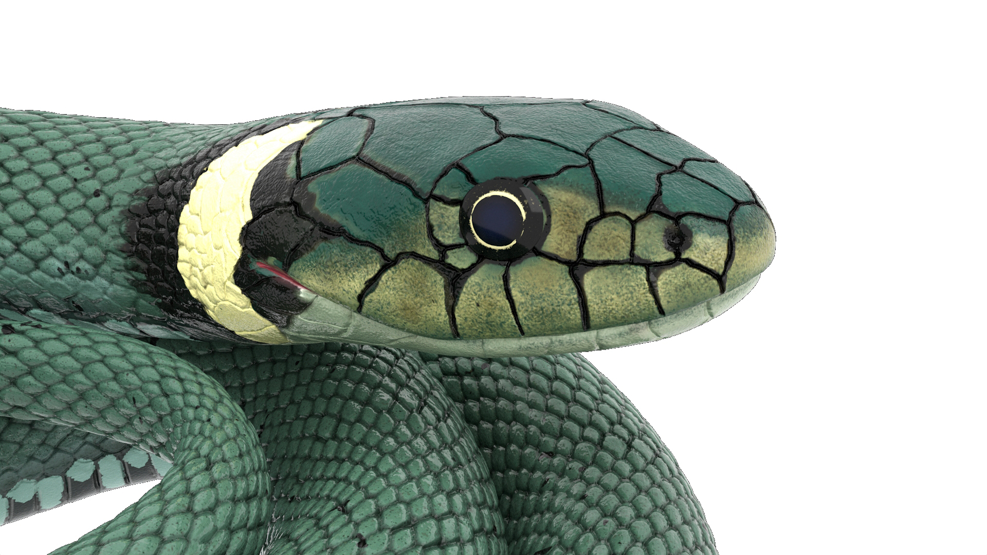 3D Grass Snake Green Rigged for Maya model