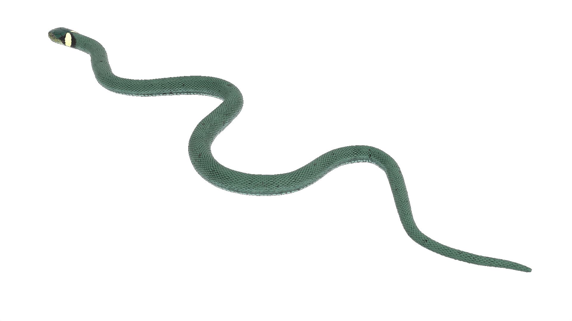 3D Grass Snake Green Rigged for Maya model