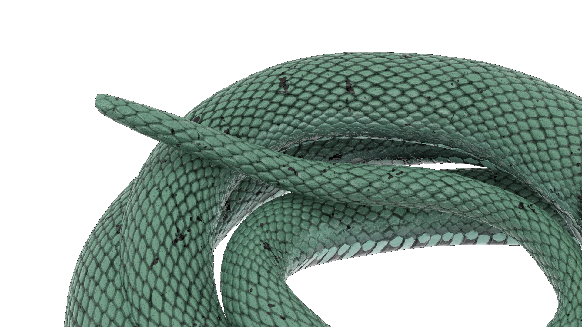 3D Grass Snake Green Rigged for Maya model