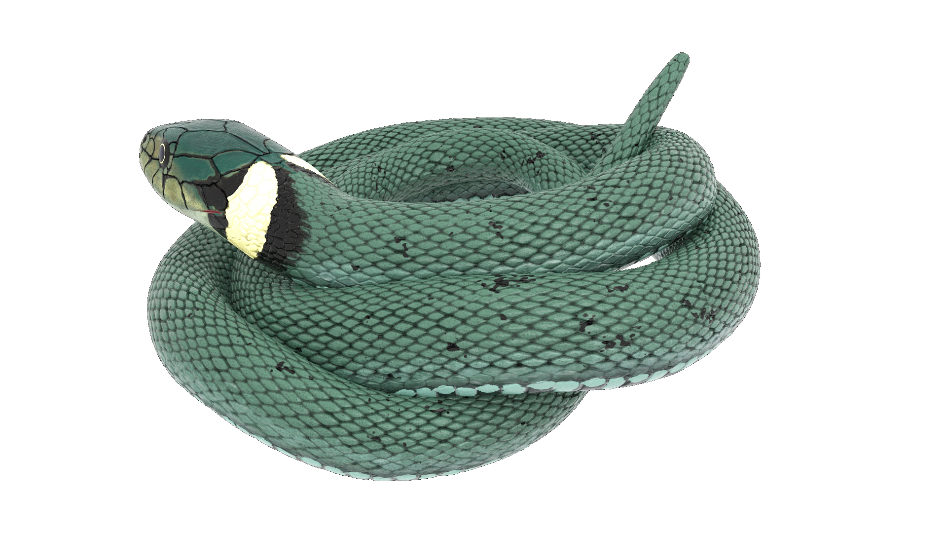 3D Grass Snake Green Rigged for Maya model