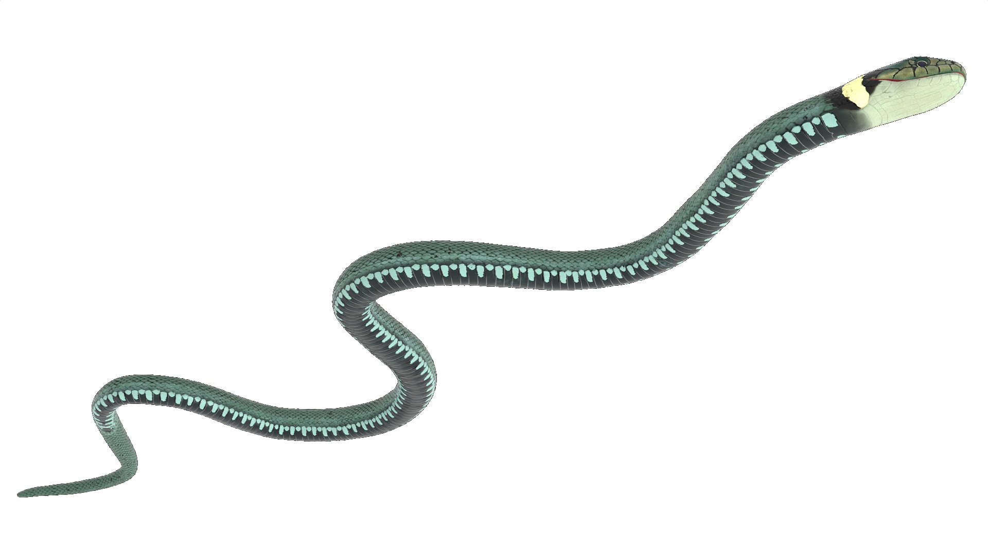3D Grass Snake Green Rigged for Maya model