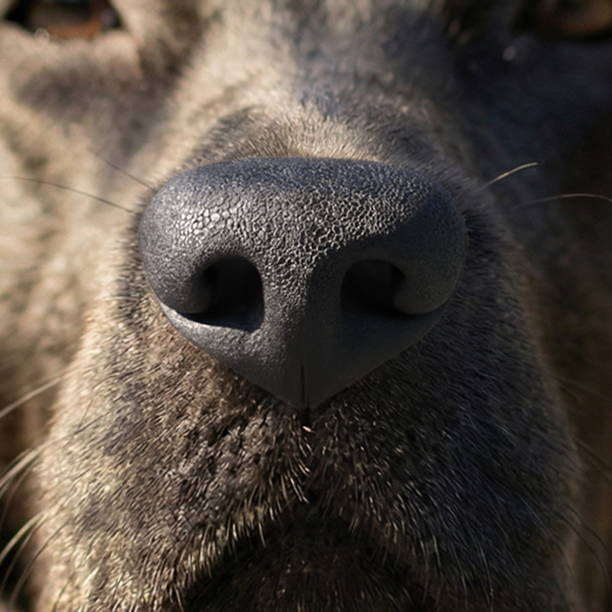 Dog Nose Macro Texture Black 3D model preview
