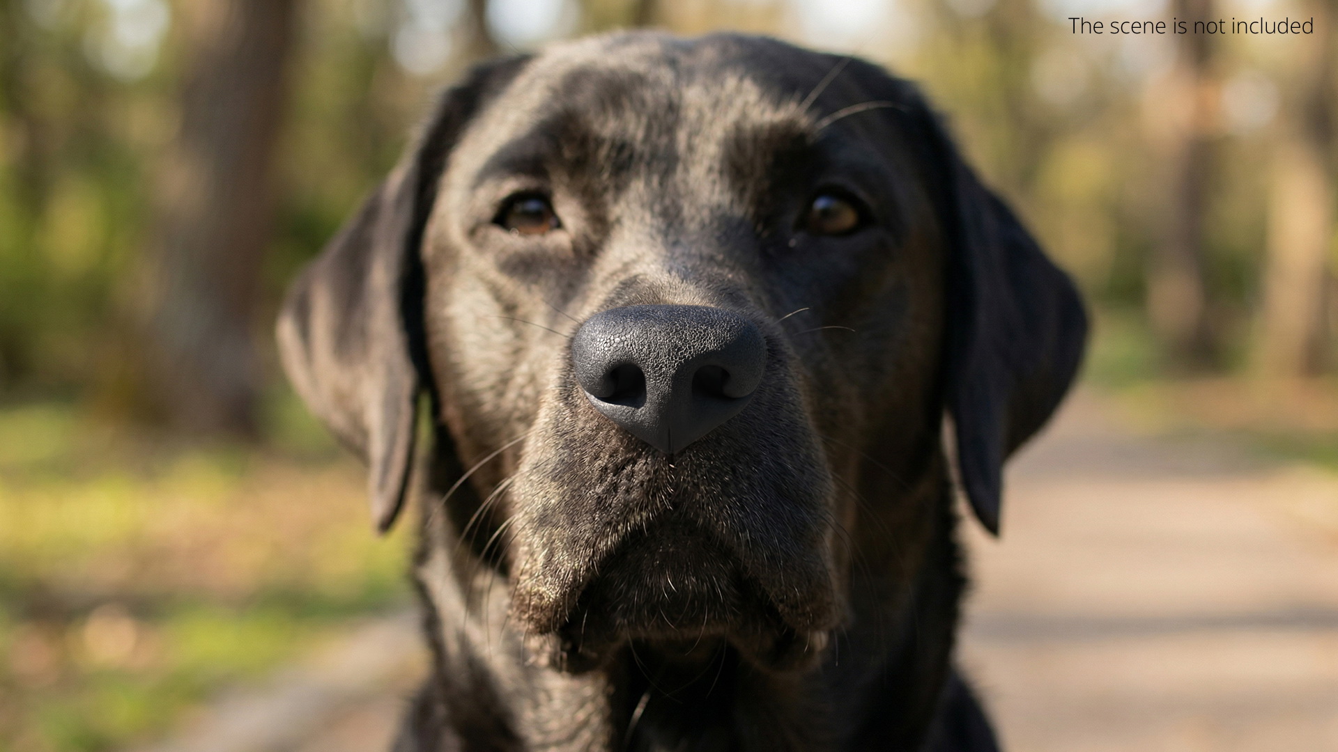 Dog Nose Macro Texture Black - view 2