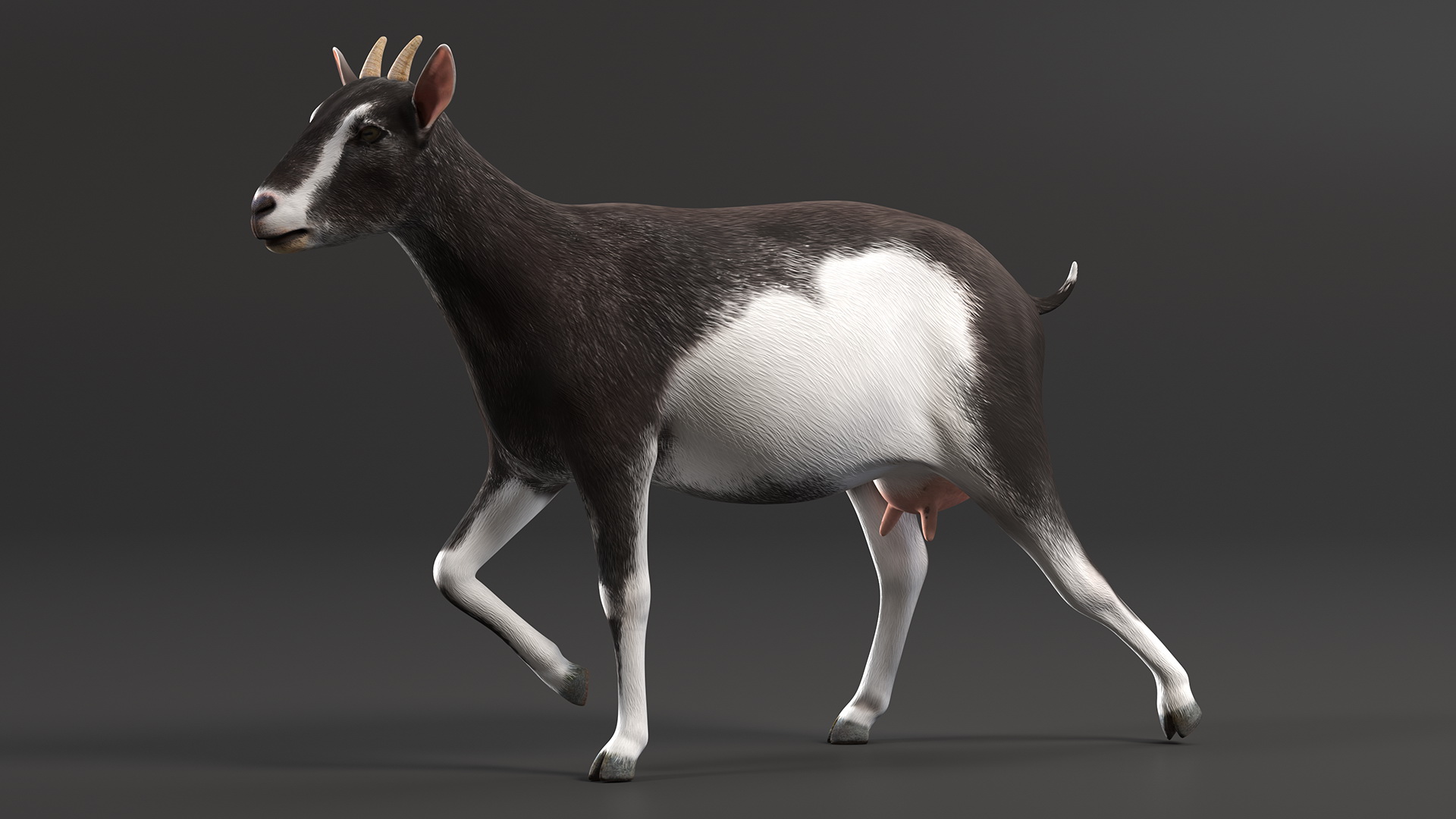 Walking Goat Black-White 3D model
