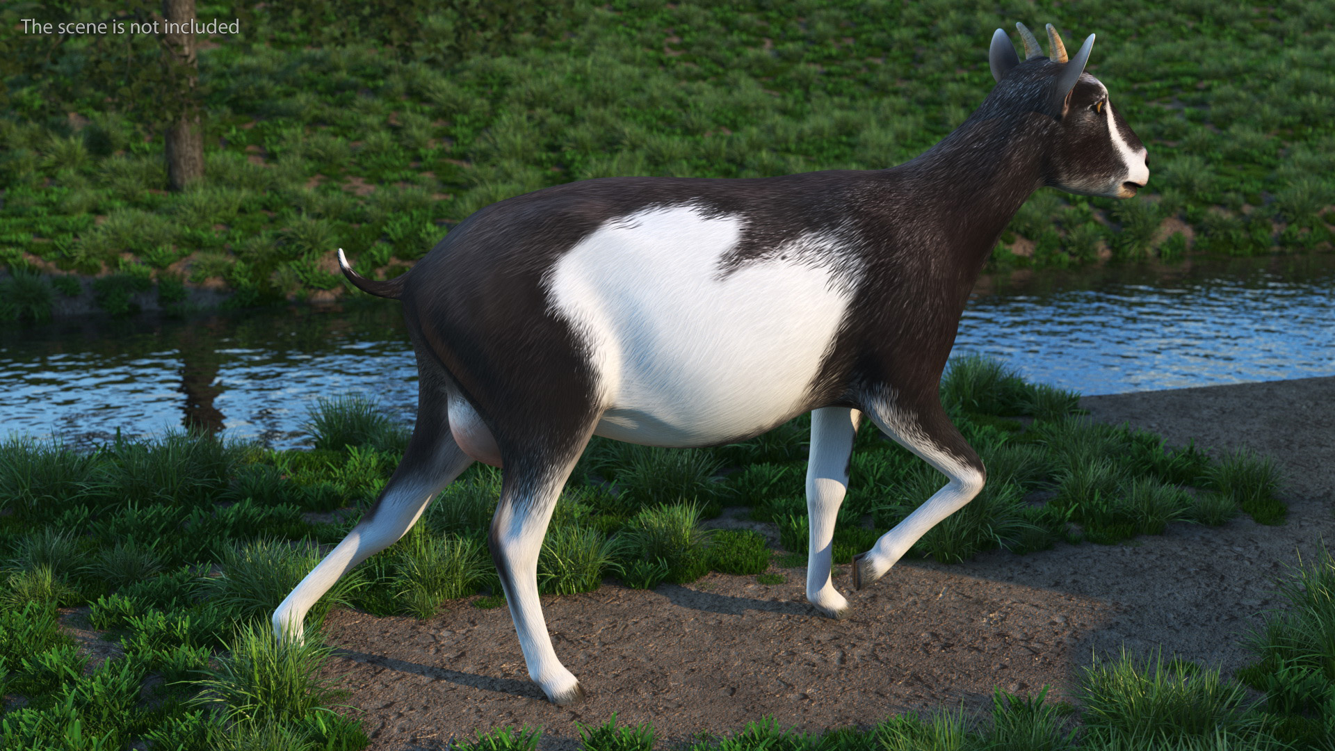 Walking Goat Black-White 3D model