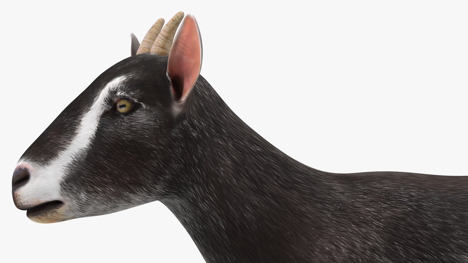 Walking Goat Black-White 3D model