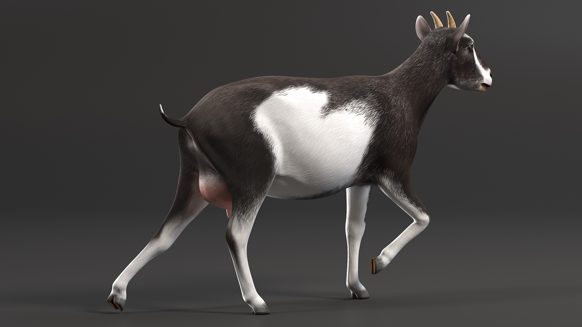 Walking Goat Black-White 3D model