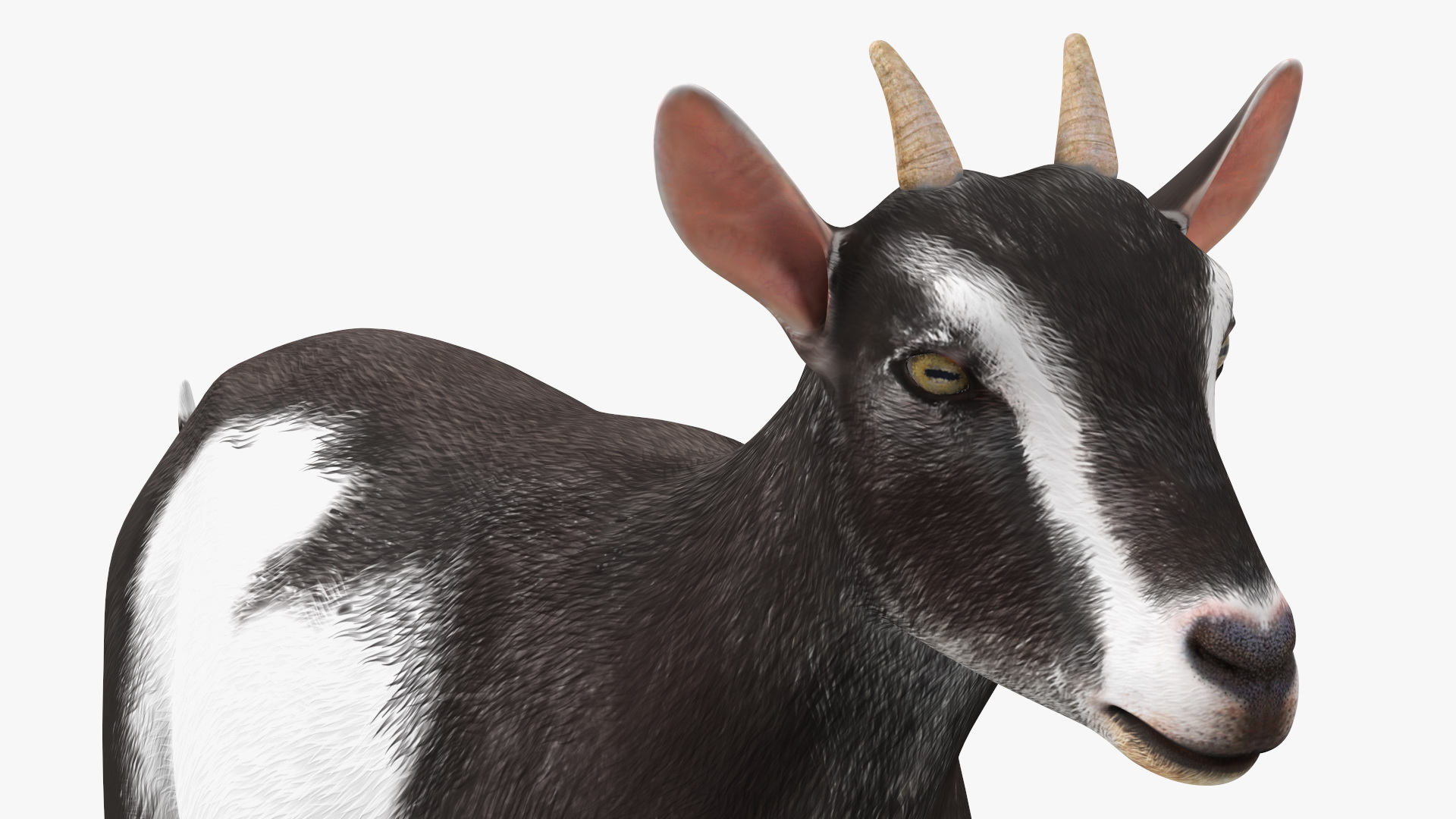 Walking Goat Black-White 3D model