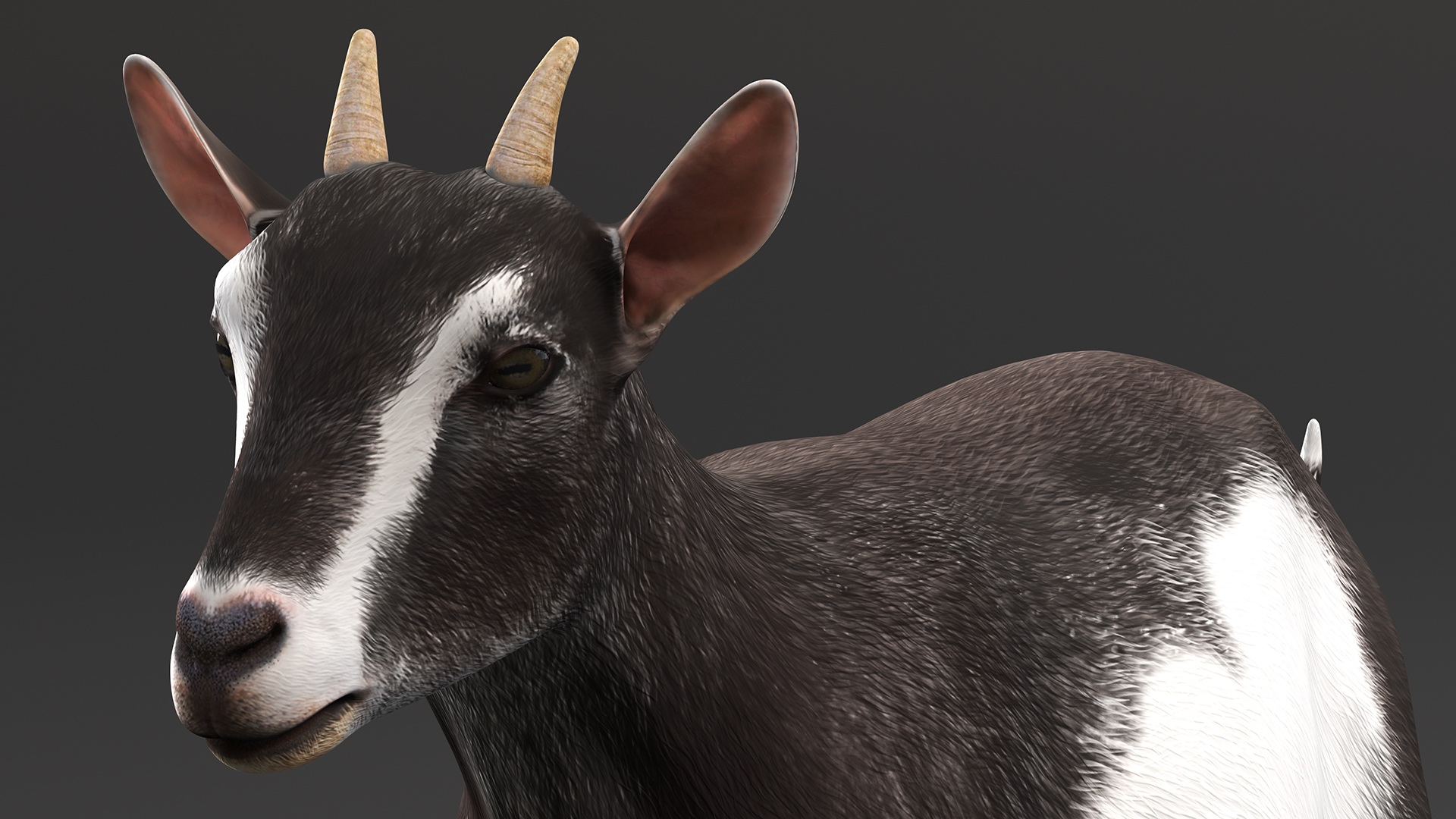 Walking Goat Black-White 3D model
