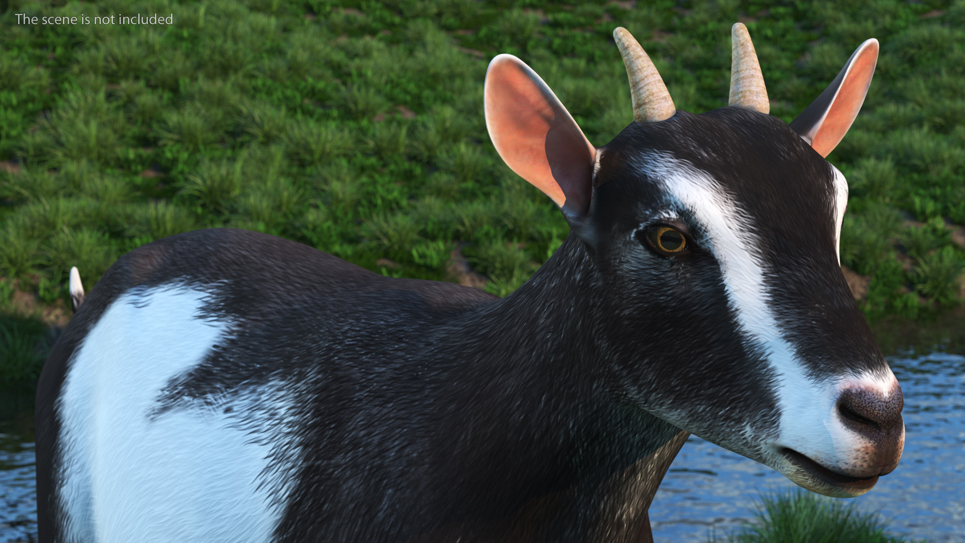 Walking Goat Black-White 3D model