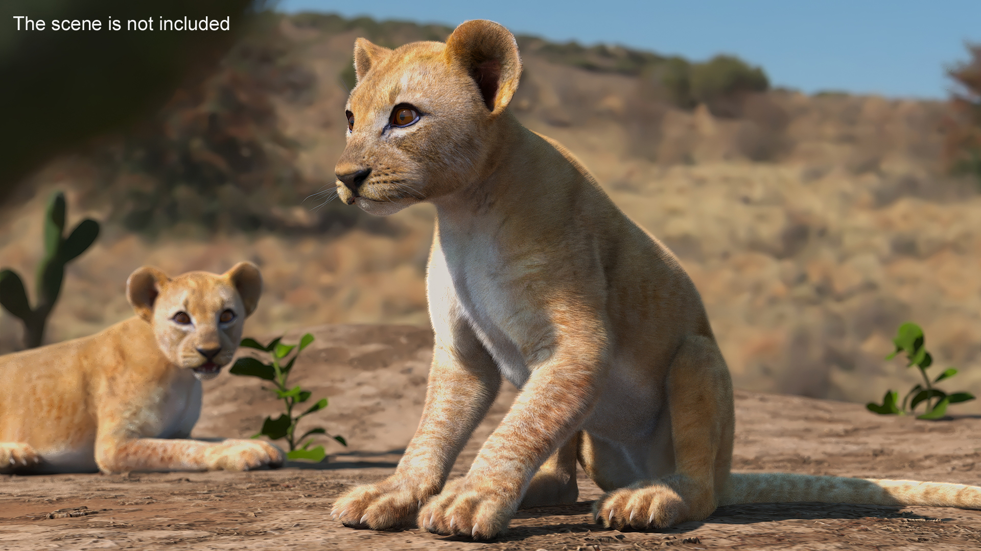 Lion Cub Fur Rigged 3D model