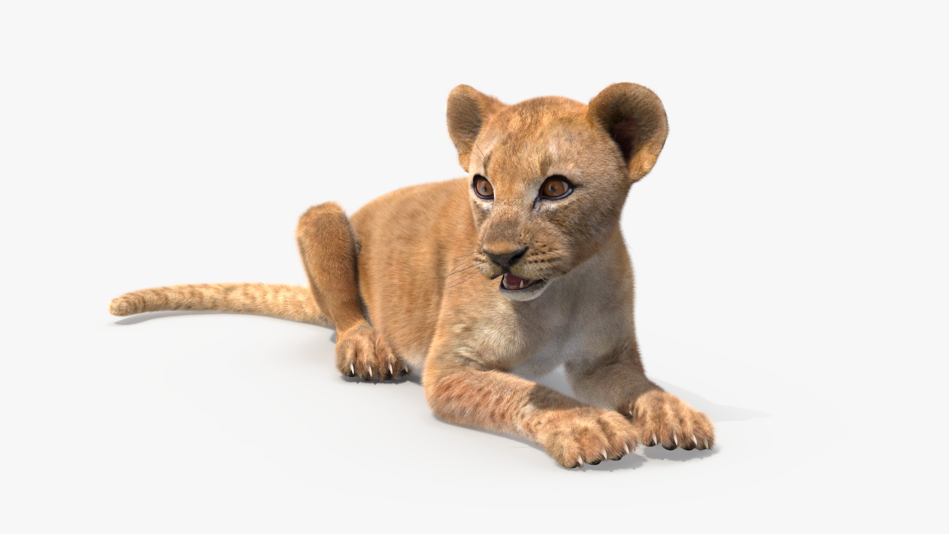 Lion Cub Fur Rigged 3D model