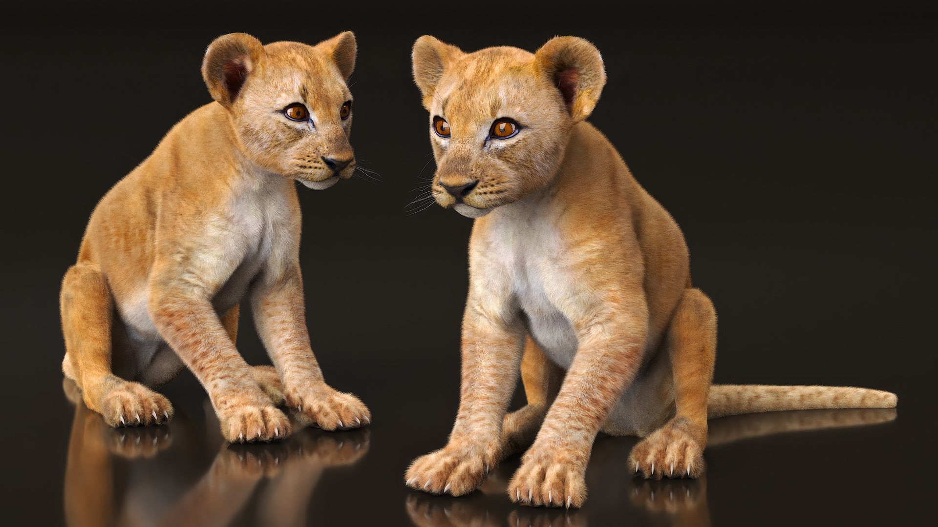 Lion Cub Fur Rigged 3D model