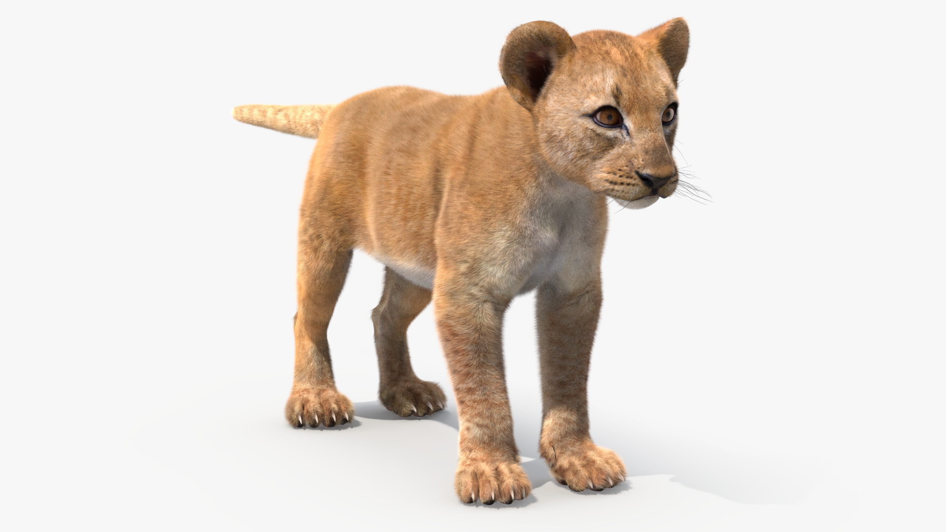 Lion Cub Fur Rigged 3D model