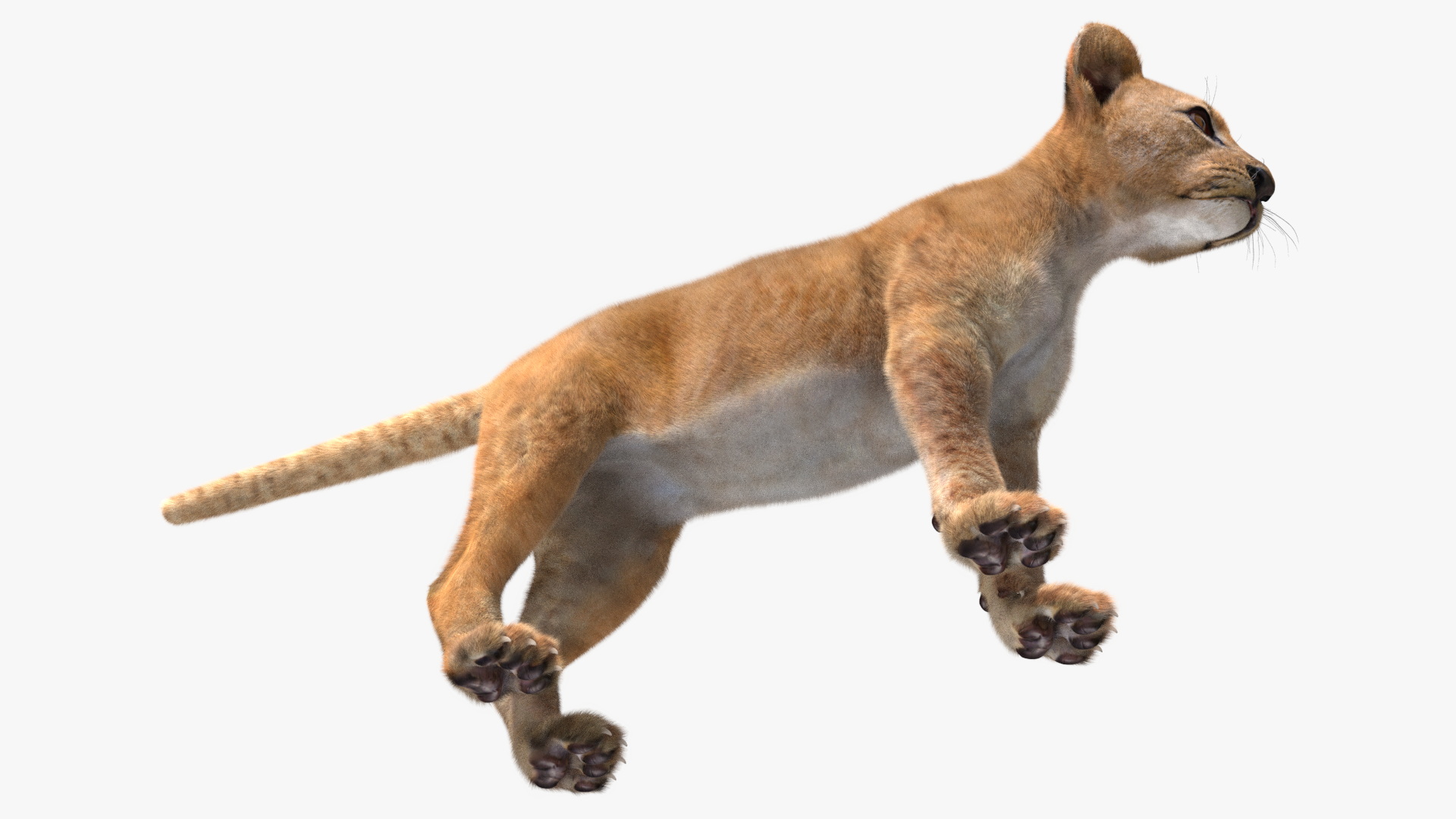 Lion Cub Fur Rigged 3D model