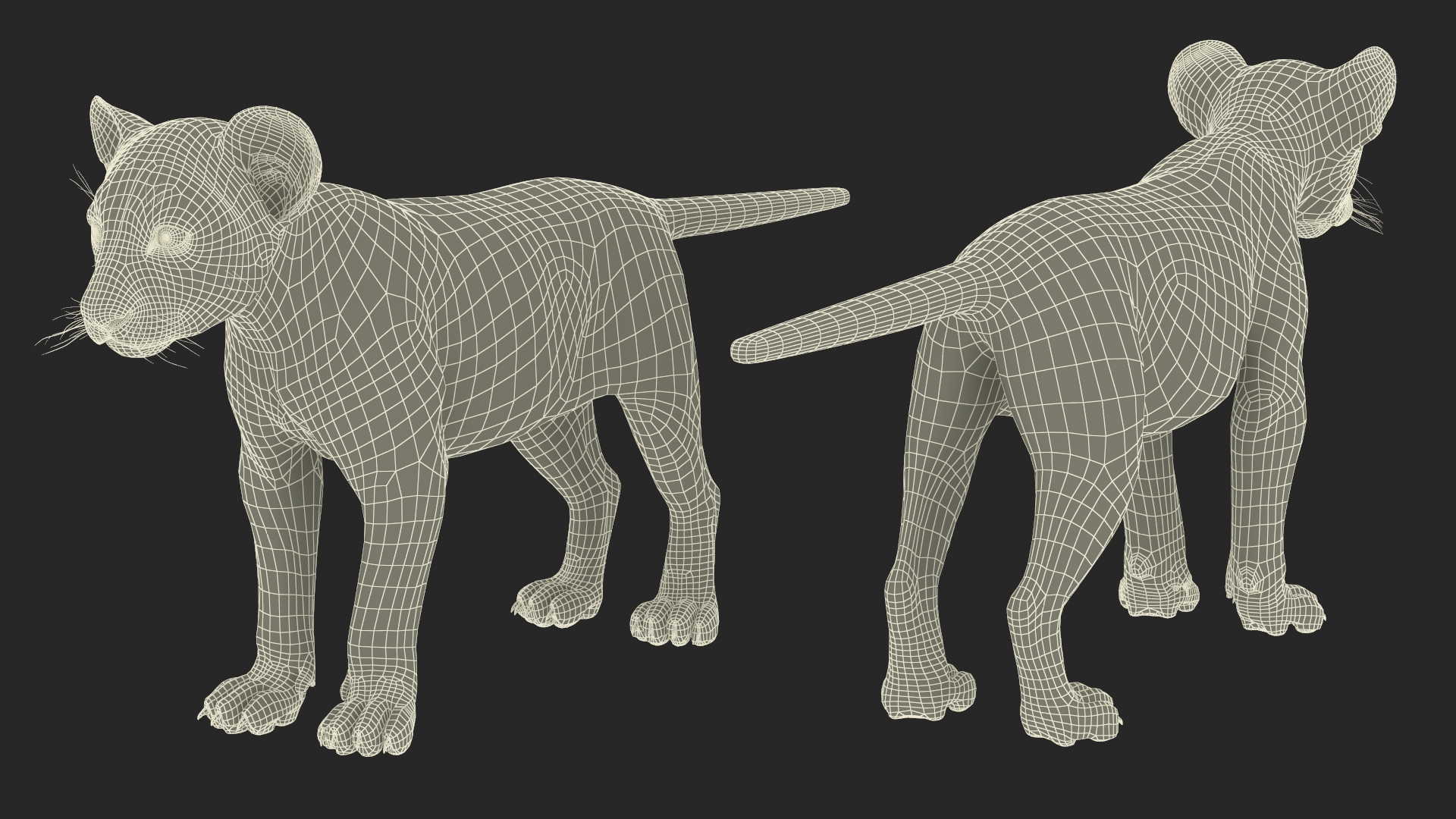 Lion Cub Fur Rigged 3D model