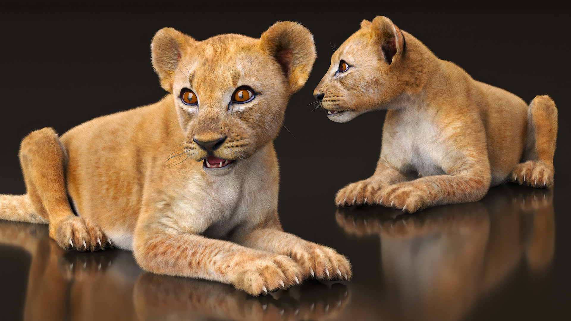 Lion Cub Fur Rigged 3D model