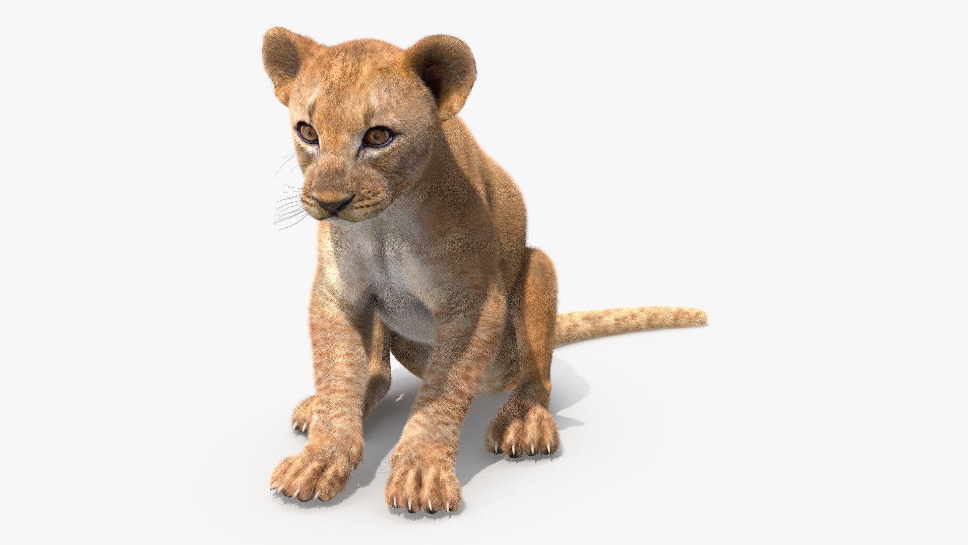 Lion Cub Fur Rigged 3D model