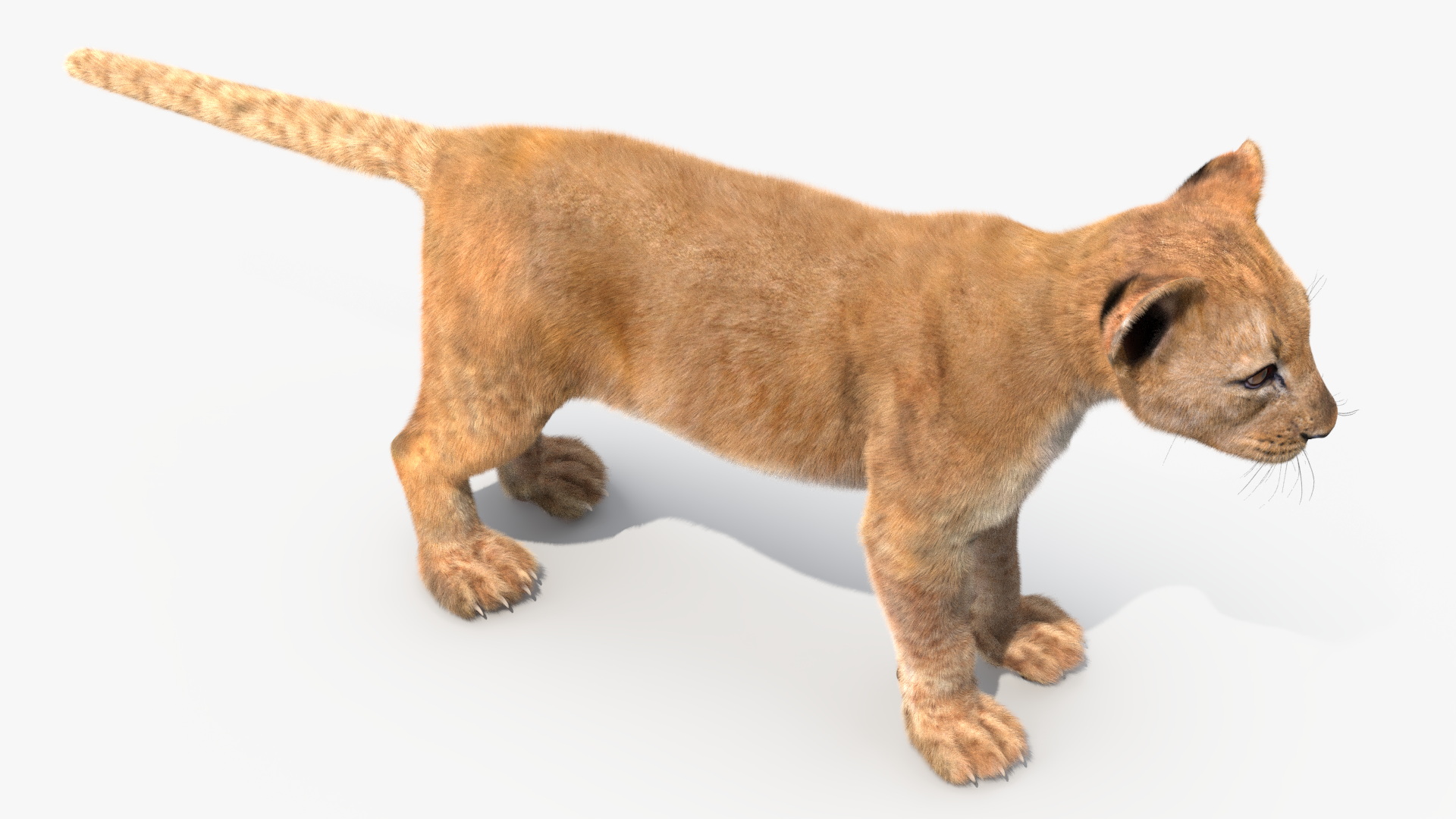 Lion Cub Fur Rigged 3D model