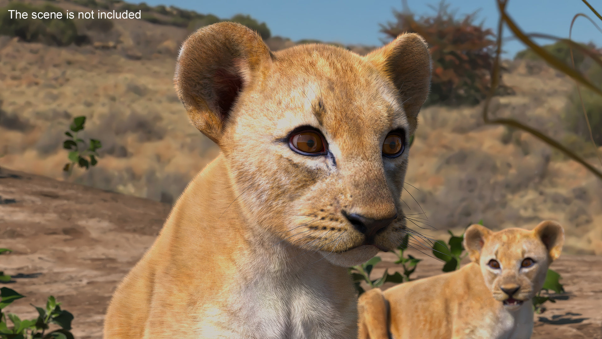 Lion Cub Fur Rigged 3D model