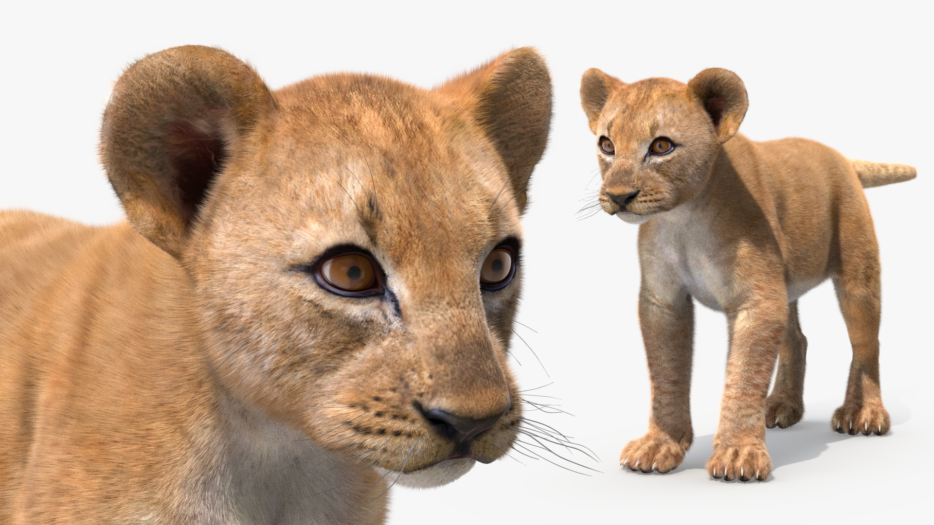 Lion Cub Fur Rigged 3D model