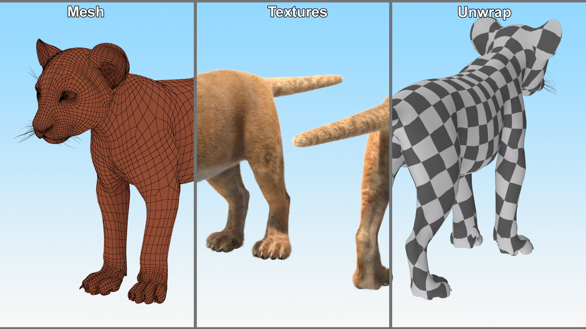 Lion Cub Fur Rigged 3D model
