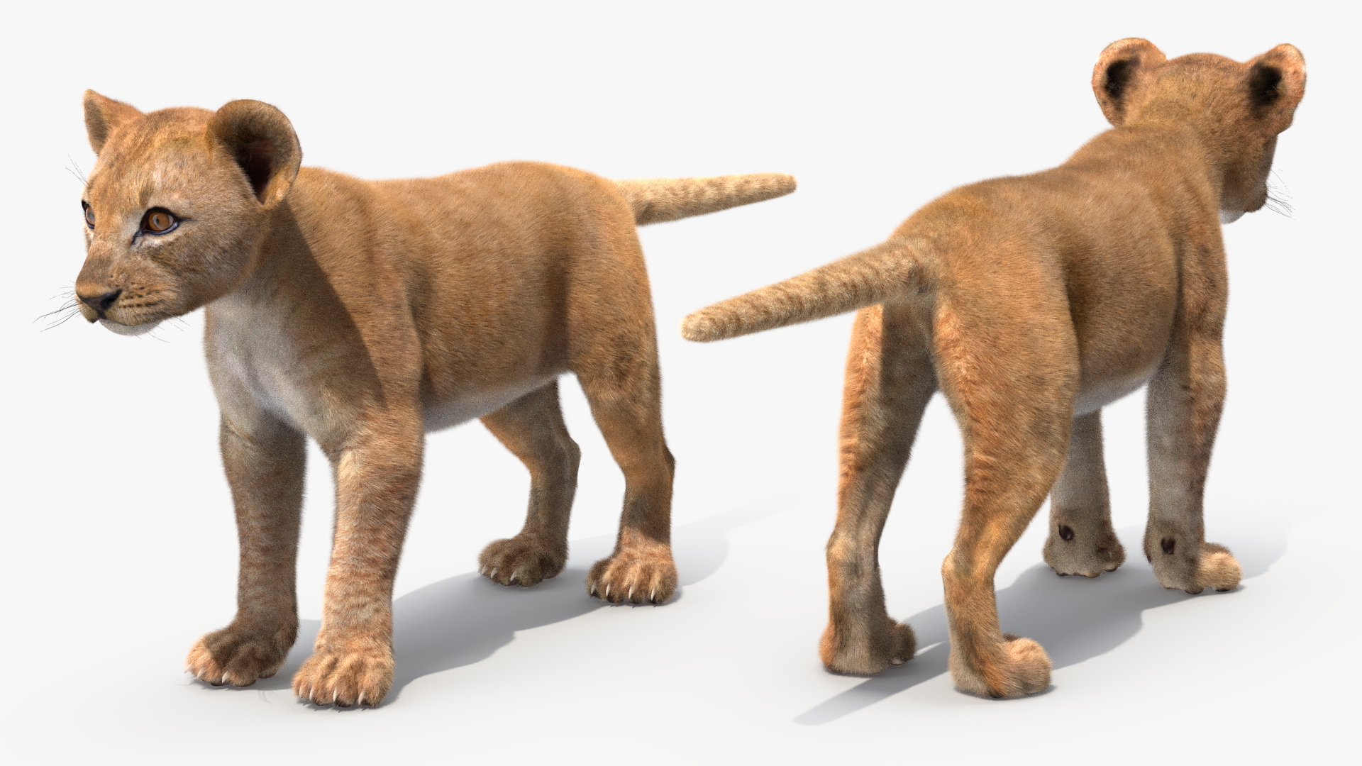 Lion Cub Fur Rigged 3D model