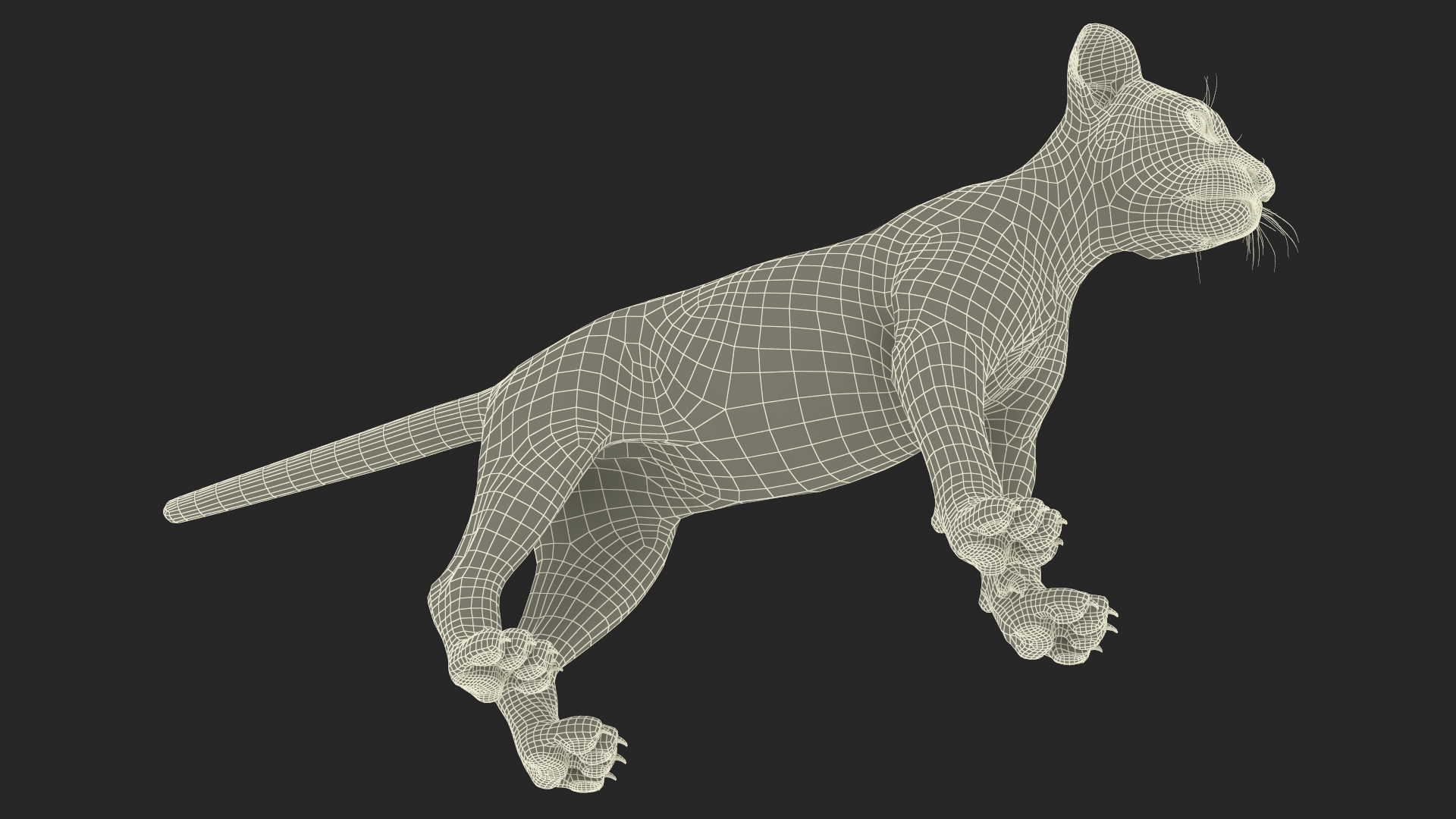 Lion Cub Fur Rigged 3D model