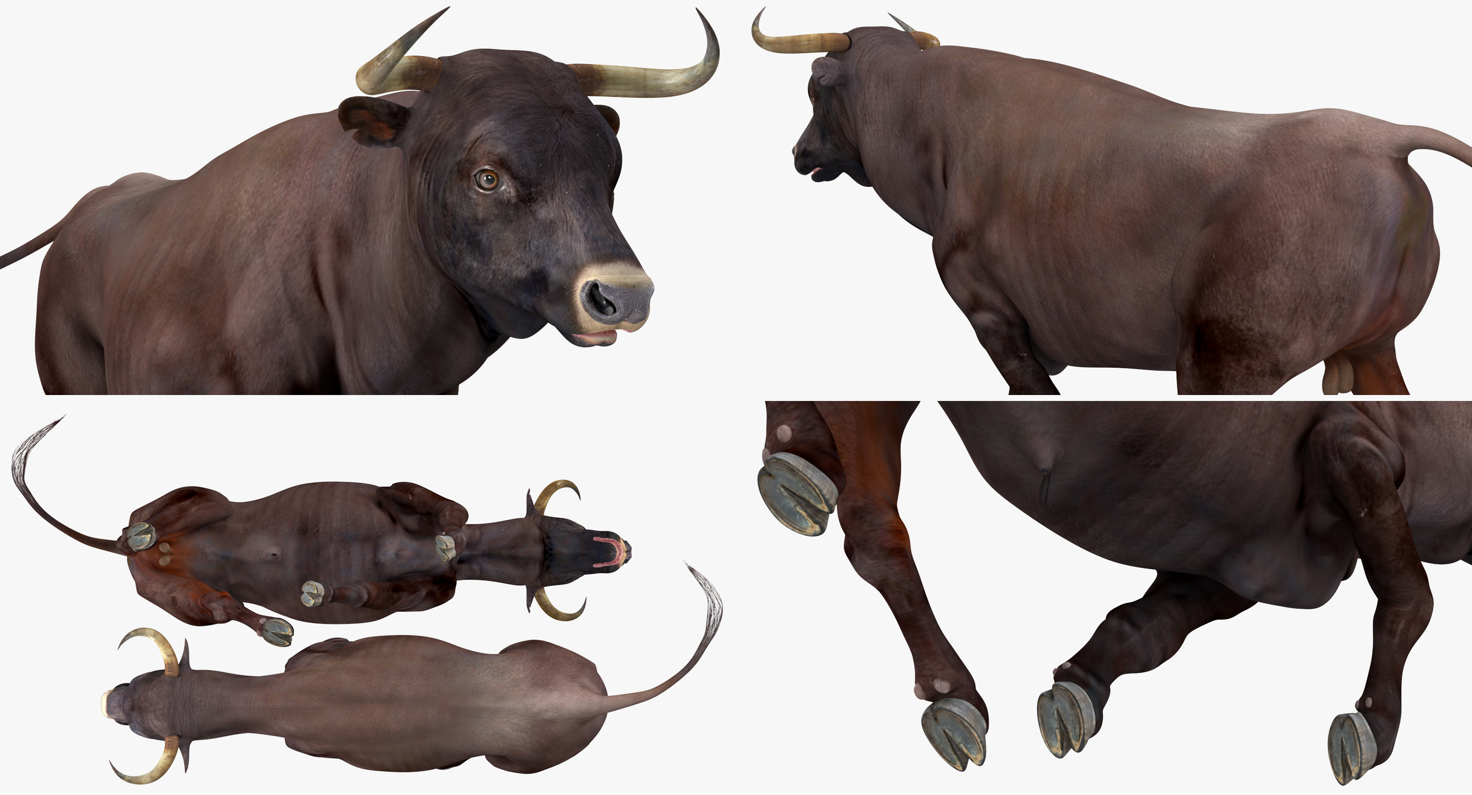 Bull Running Pose 3D