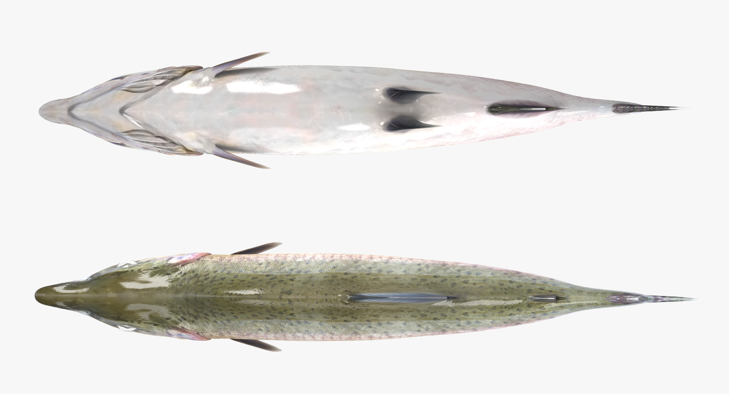 3D Pink Salmon Rigged model