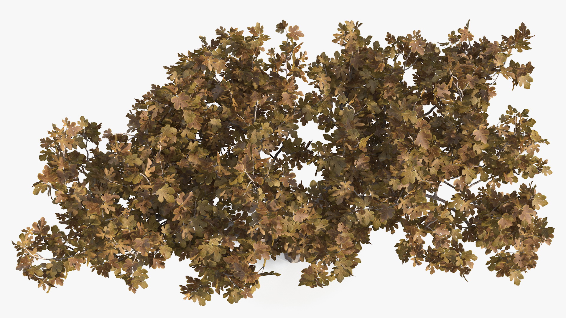 3D model Fig Tree Autumn